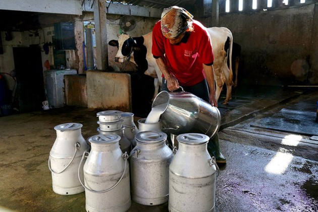 Kebijakan Impor Susu Tanpa Bea Masuk: Ancaman bagi Petani Lokal dan Industri Nasional