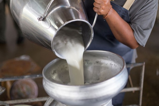 Kebijakan Impor Susu Tanpa Bea Masuk Bisa Rugikan Petani Susu Lokal